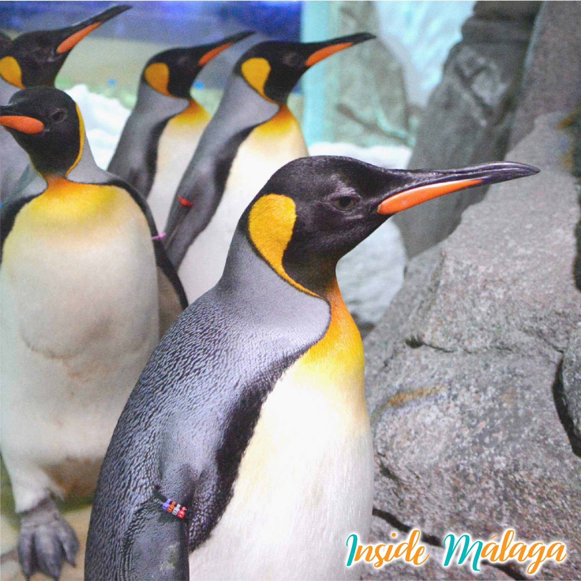 Selwo Marina Pinguinos Malaga